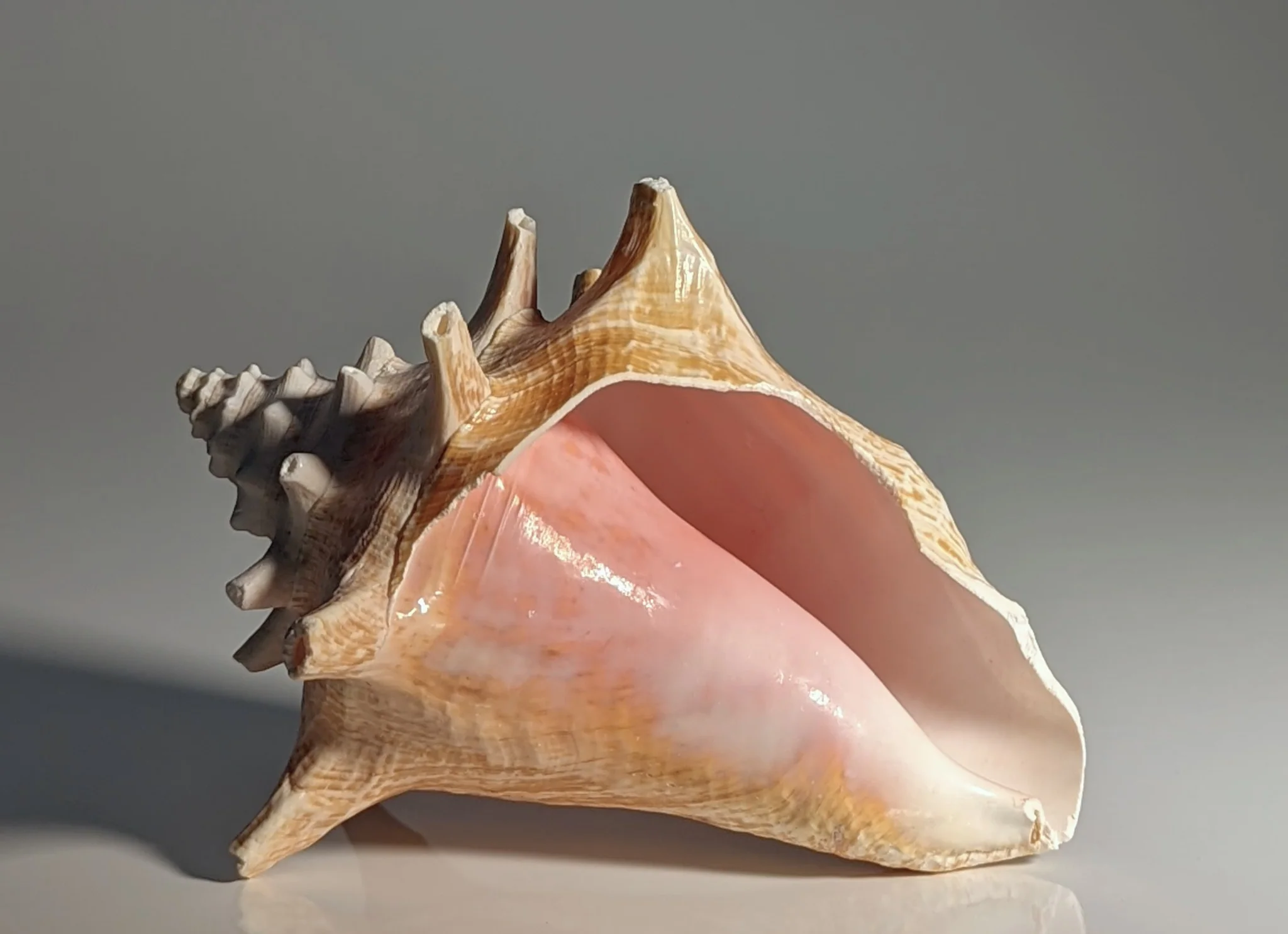 <p>Is this shell right (dextral) or left handed (sinistral)? How do you know? </p>
