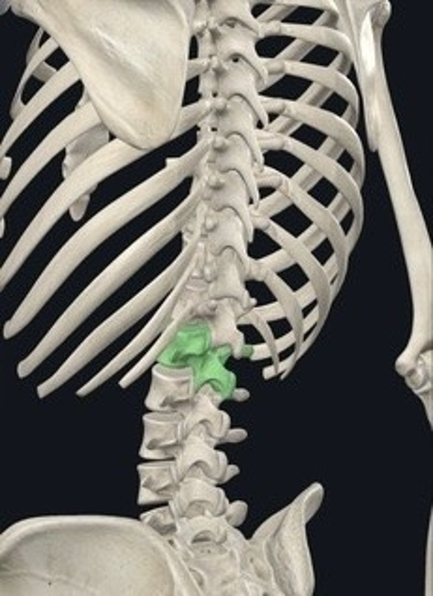 <p>Five vertebrae in the lower back. 5PM DINNER</p>