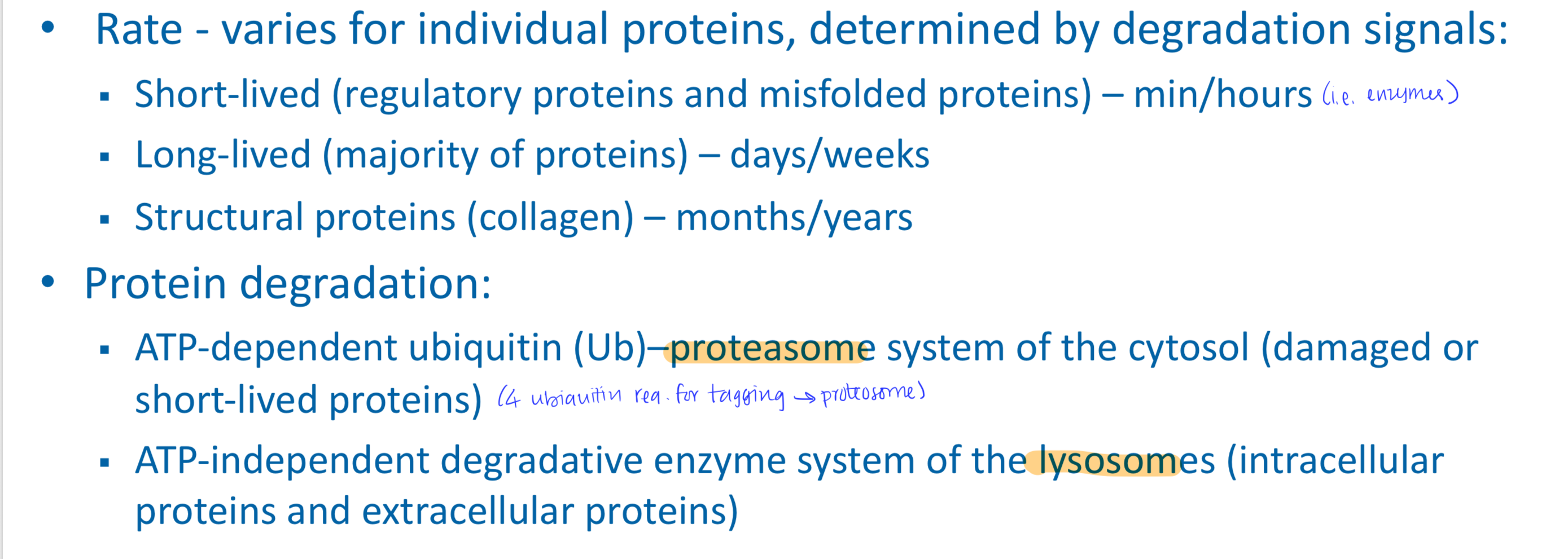 <p>Most proteins are constantly being synthesized and degraded (~300-400 g/day)</p>