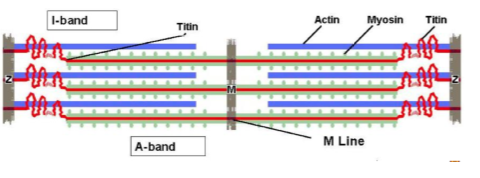 Connects thick filament to Z line
Very large proteins