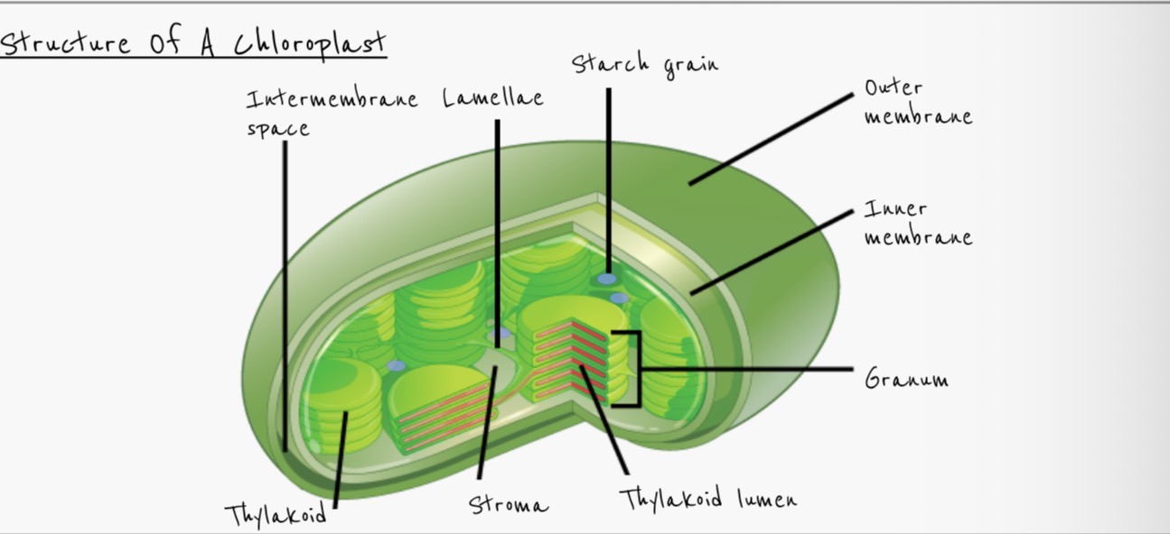 <ul><li><p>thylakoids </p></li><li><p>Thylakoid space/lumen </p></li><li><p>Granum </p></li><li><p>Stroma </p></li><li><p>Starch grains </p></li><li><p>Outer and inner membrane </p></li><li><p>70S ribosome</p></li><li><p>Circular DNA </p></li></ul><p></p>