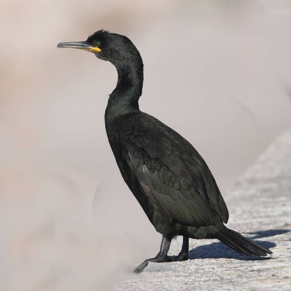 <p>Beak thinner and not hooked, all black plumage, dark green gloss and crest on the forehead during breeding season (Dec-Jun), found on (rocky) coasts, small groups</p>