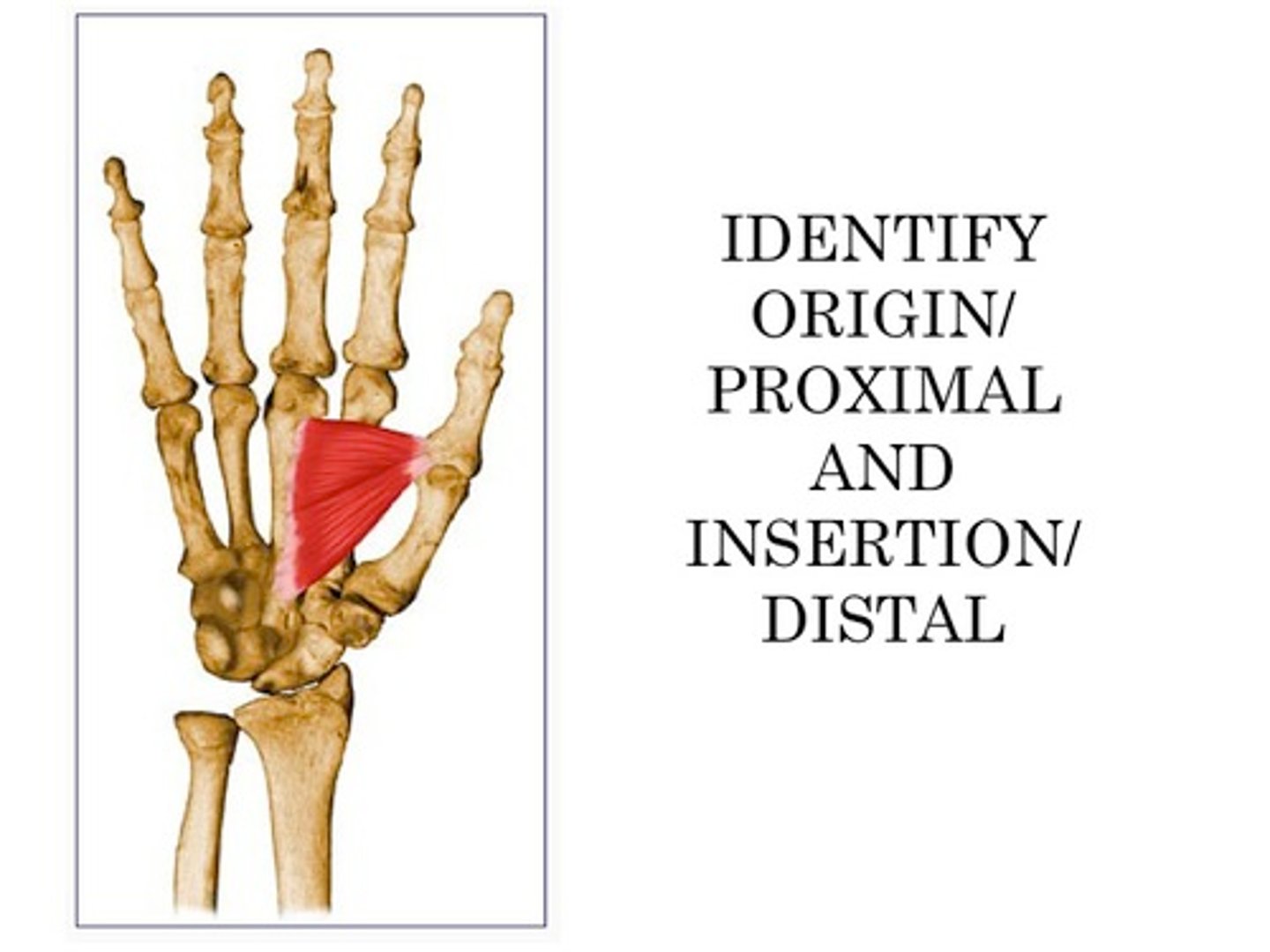 <p>Action: adducts and helps to oppose thumb</p><p>Origin: capitate and base of metacarpal 2-4</p><p>Insertion: medial side of base of proximal phalanx of thumb</p>