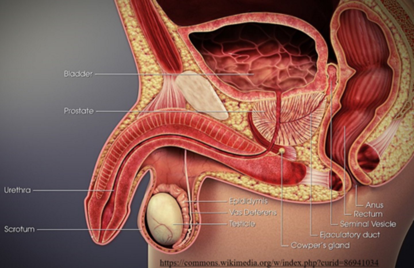 <p>Seminiferous tubules --> Epididymis --> Vas deferens --> Ejaculatory duct --> Urethra --> Penis</p><p>Mnemonic: SEVEn UP</p><p>(n is nothing)</p>