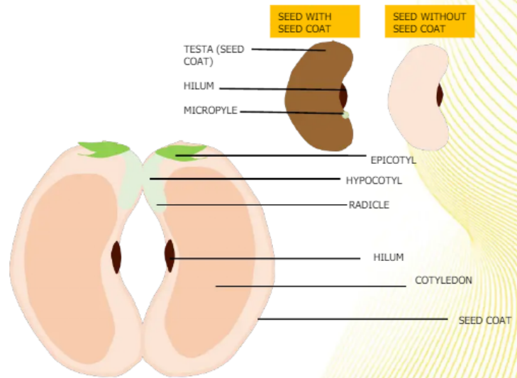 <ol><li><p>TESTA (SEED COAT)</p></li><li><p>HILUM</p></li><li><p>MICROPYLE</p></li><li><p>EPICOTYL</p></li><li><p>HYPOCOTYL</p></li><li><p>RADICLE</p></li><li><p>HILUM</p></li><li><p>COTYLEDON</p></li><li><p>SEED COAT</p></li></ol>