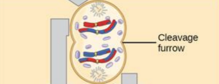 <p>telophase I and cytokinesis</p>