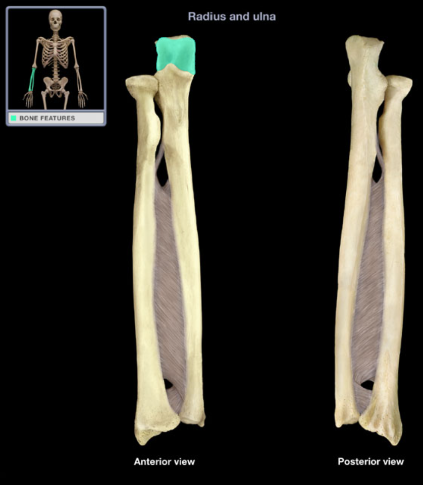 <p>Articulates with the humerus, and stabilizes elbow joint</p>