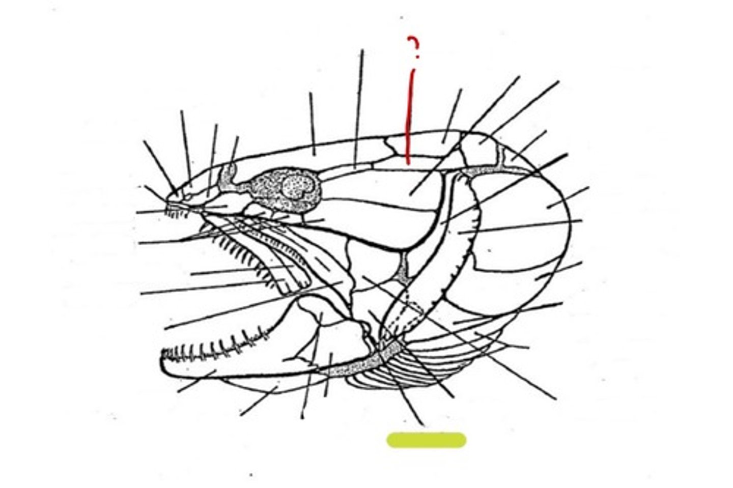 <p>What bone is this</p>