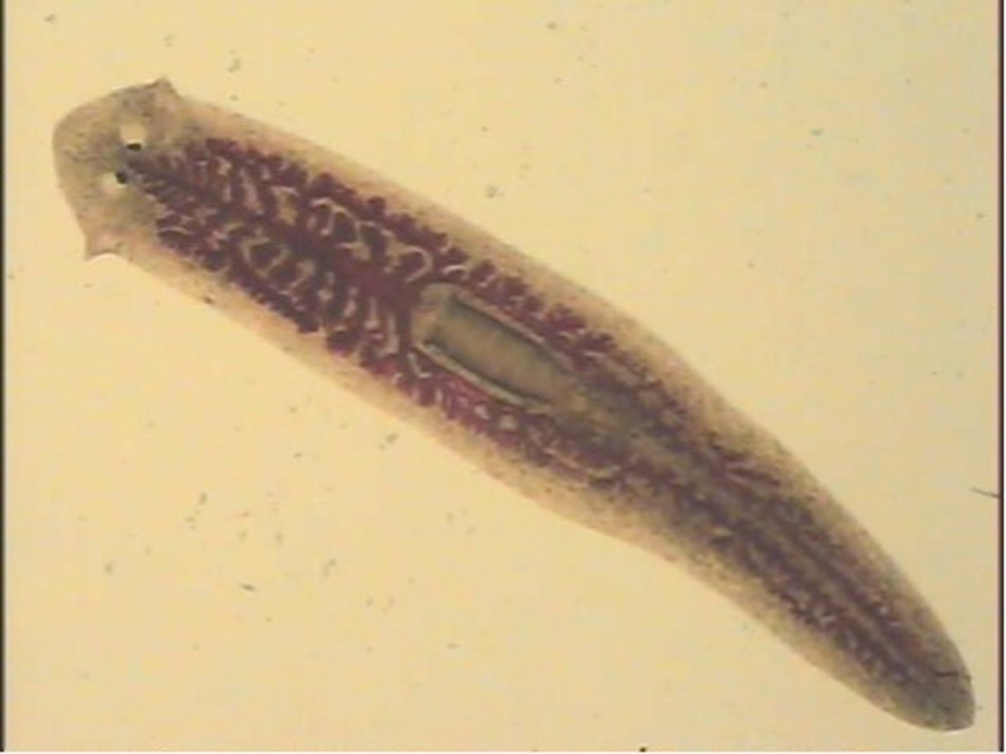 <p>only free living platyhelminthes</p>