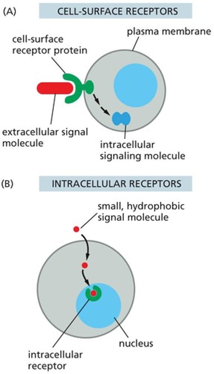 <p>Most extracellular signal molecules bind to cell-surface receptors, generating intracellular signaling molecules, while some small or hydrophobic molecules can pass through the plasma membrane and bind to intracellular receptors.</p>