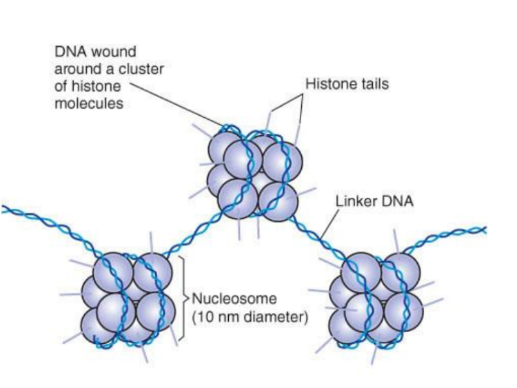 <p>Double stranded DNA (146 nucleotide pairs) wrapped around 8 histone proteins, organized into coiled loops, and held together by nonhistone scaffolding proteins.</p><p>60 nucleotide pairs segment of DNA links nucleosome beads. </p><p>Diameter =10nm</p>