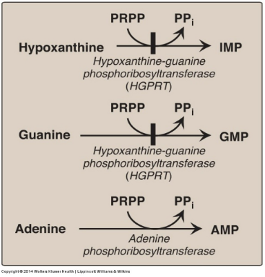 <p><strong>True</strong> - this occurs in the purine salvage pathway in which PRPP (5-phosphoribosyl 1-pyrophosphate) gives it’s ribose 5-phosphate to adenine, converting it into AMP.</p>