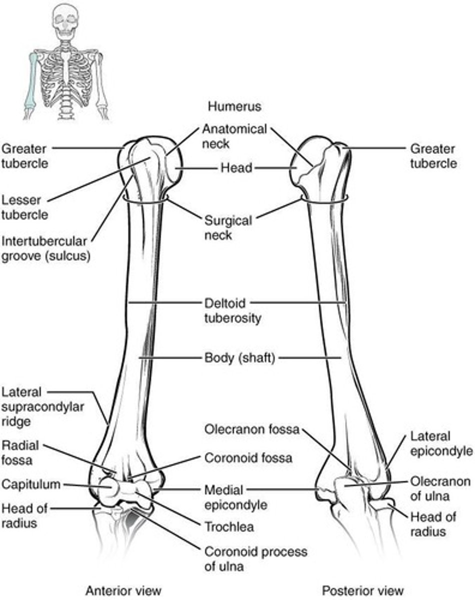<p>It articulates with the scapula proximally and the radius and ulna distally.</p>