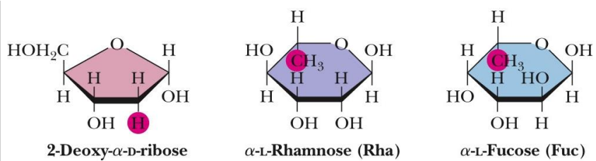 <ul><li><p><span><strong>Deoxy sugars</strong> are monosaccharides with<strong> one or more hydroxyl groups replaced by hydrogens</strong></span></p><ul><li><p><span><strong>2-Deoxy-D-ribose</strong> is a constituent of DNA</span></p></li><li><p><span><strong>Rhamnose is a component of ouabain</strong>, a toxic “cardiac glycoside”</span></p></li><li><p><span><strong>Fucose is a component of some cell walls</strong></span></p></li></ul></li></ul><p></p>