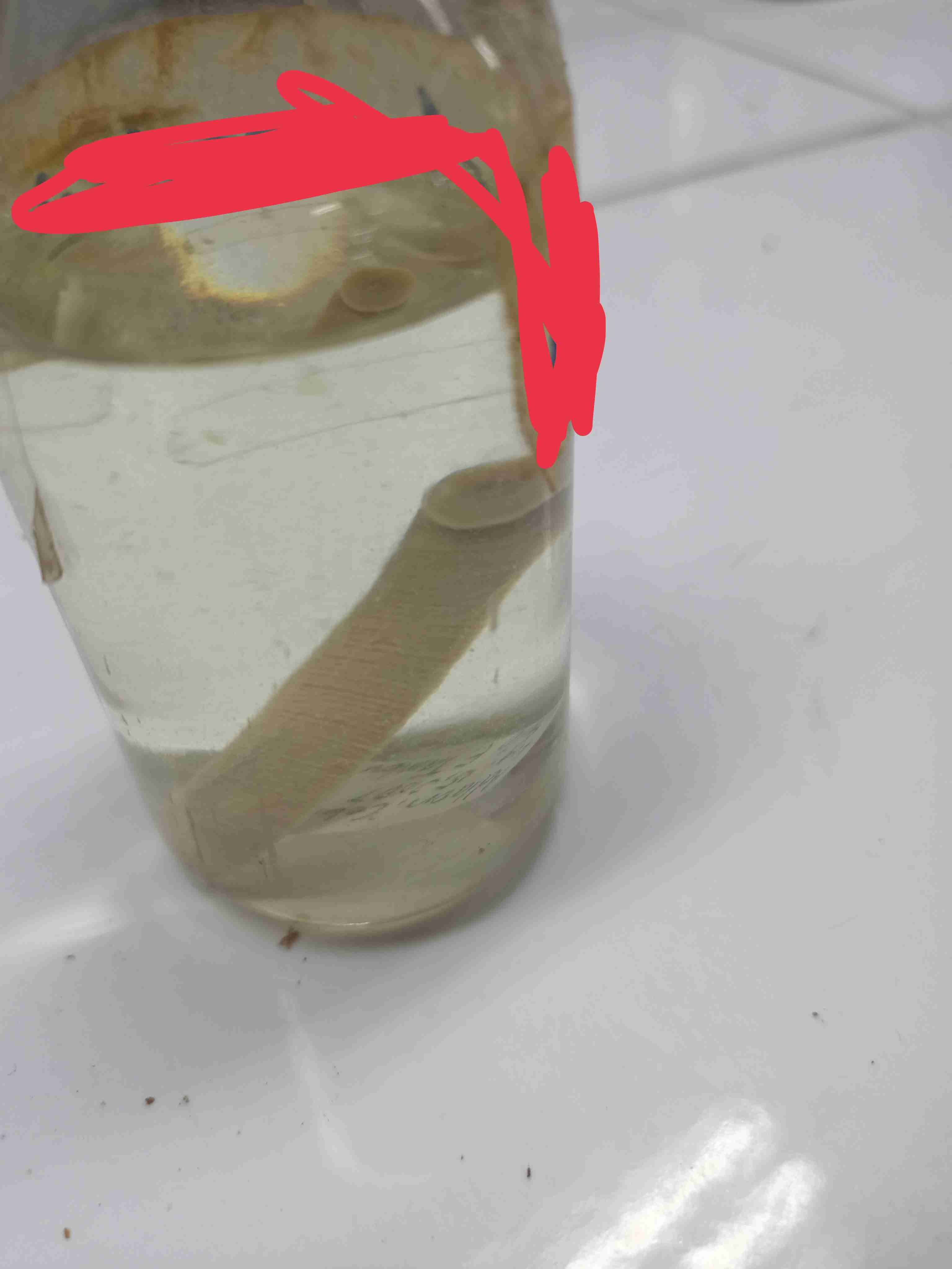 <p>medicinal leeches</p>