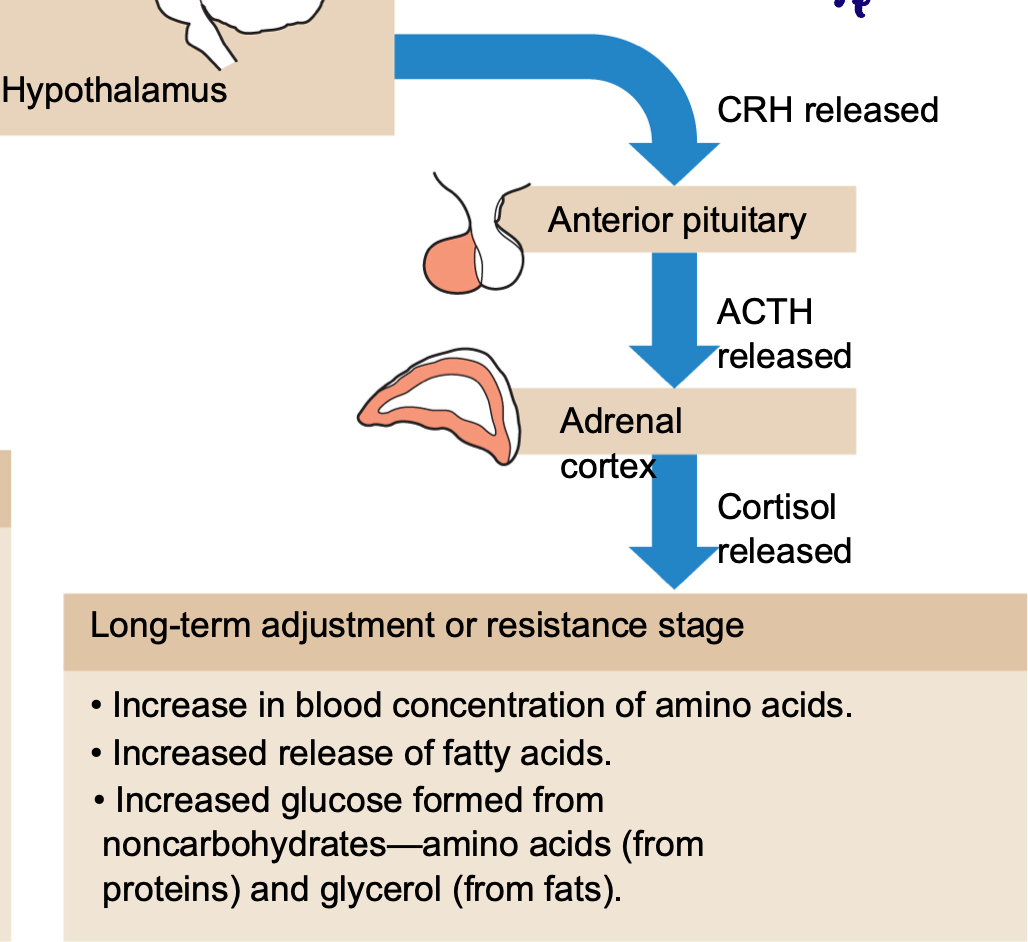 <ul><li><p>→ Hormonal CRH released </p></li><li><p>→ Anterior pituitary </p></li><li><p>→ Hormonal ACTH released</p></li><li><p>→ Adrenal cortex </p></li><li><p>→  Hormonal cortisol released</p></li><li><p>→ Long term adjustment or resistance stage </p><ul><li><p>Increase in blood concentration of amino acids</p></li><li><p>Increased release of fatty acids</p></li><li><p>Increased glucose formed from non-carbohydrates - amino acids </p></li></ul></li></ul><p></p>