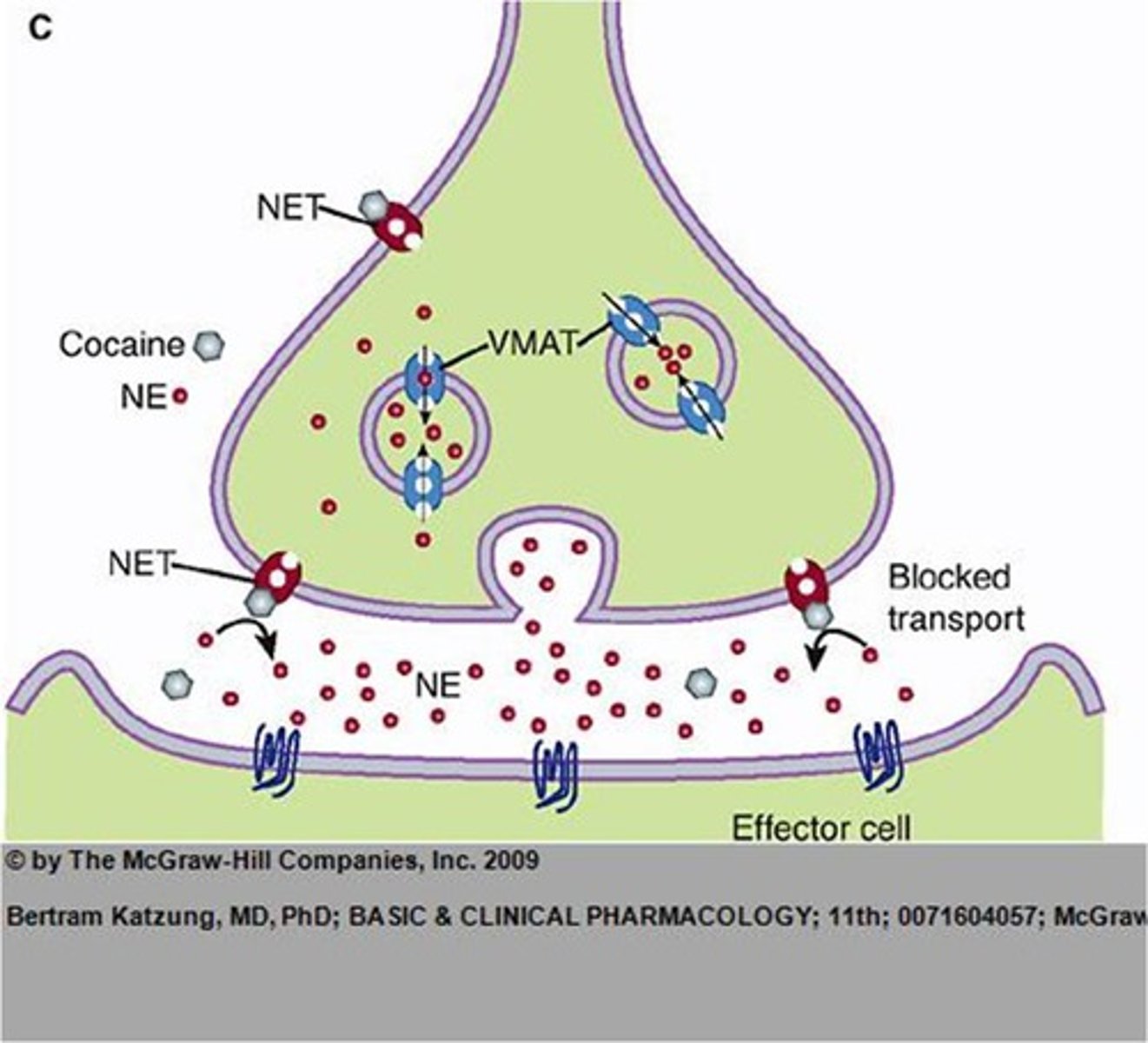<p>Normally, when an action potential is released from the VGT, dopamine is released in the nucleus accumbens. After its release, it is taken back into nerve terminals by specific transporter proteins to reduce the amount of dopamine in the synaptic cleft.</p><p>Cocaine and amphetamines inhibit dopamine re-uptake transporters. Therefore when DA released, it is left in the synaptic cleft for longer because the re-uptake transporters are blocked.</p><p>Amphetamines also cause dopamine release in their own right - this is likely due to "reverse transport". There may be leakage of DA from nerve terminals through re-uptake channels, but this is only hypothesised.</p>