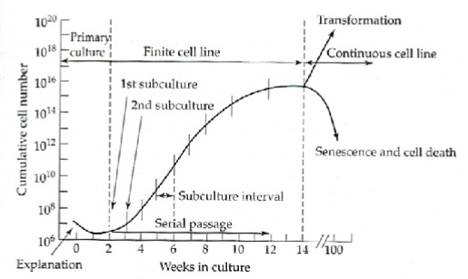 <p>what are the 3 stages of growth for primary culture/cell line (non-transformed)?</p><ol><li><p>Slow growth for primary culture</p></li><li><p>_______ growth stage (linear on log scale)</p></li><li><p>Growth stops (_______ limit) —&gt; senescence &amp; cell death</p></li></ol><p></p>