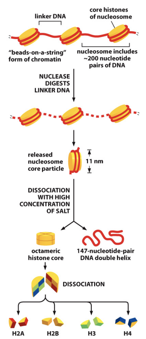 <p>String of DNA wrapped around a histone core, the first and most basic level of chromosome packaging. The histone core is made up of eight histone proteins, two molecules each of histones H2A, H2B, H3 and H4. A whole nucleosome includes about 200 pairs of DNA, but only 147 are wrapped around the histone core, with the rest linking the nucleosome to the next. The 147 DNA pairs wrap 1.7 times around the histone core. </p>