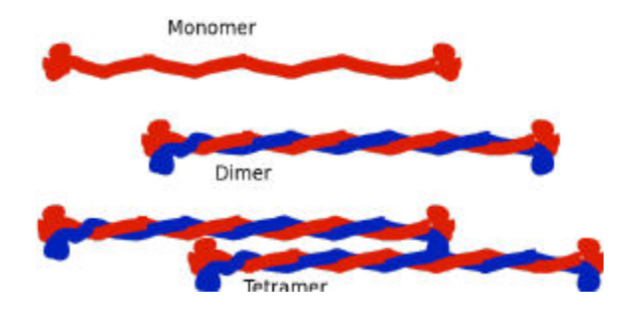 <p>Intermediate Filaments</p>