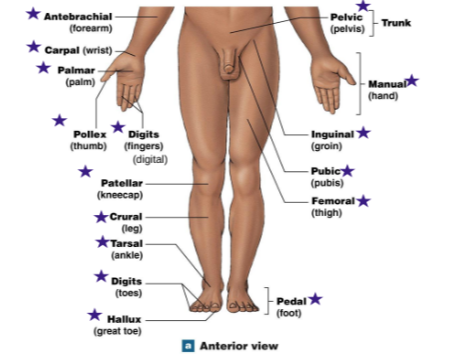 <p>Antebrachial: Forearm</p><p>Carpal: Wrist</p><p>Palmar: Palm</p><p>Pollex: Thumb</p><p>Digits: Fingers</p><p>Patellar: Kneecap</p><p>Crural: Leg</p><p>Tarsal: Ankle</p><p>Digits: Toes</p><p>Hallux: Big toe</p><p>Pedal: Foot</p><p>Pelvic: Pelvis (trunk)</p><p>Manual: Hand</p><p>Inguinial: groin</p><p>Pubic: Pubis</p><p>Femoral: Thigh</p>