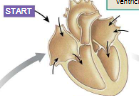 <p>First step of cardiac cycle</p>