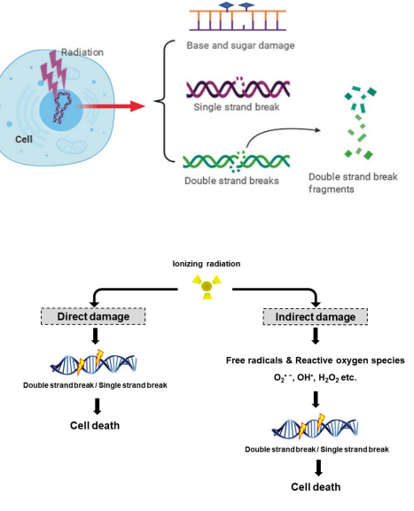 <p>Ionising radiation can directly damage DNA </p><ul><li><p>Double strand breaks (DSBs) </p></li><li><p>Single strand breaks (SSBs) </p><ul><li><p>Energy from radiation breaks covalent bonds </p></li><li><p>A loss of DNA bases </p></li></ul></li></ul><p></p><p>Or generate products that are able to damage DNA </p><ul><li><p>Generate reactive oxygen species (ROS) </p><ul><li><p>Through hydrolysis of water </p></li><li><p>Reactive particles attack DNA </p></li></ul></li></ul><p></p><p>Very serious effects and difficult to repair.</p>