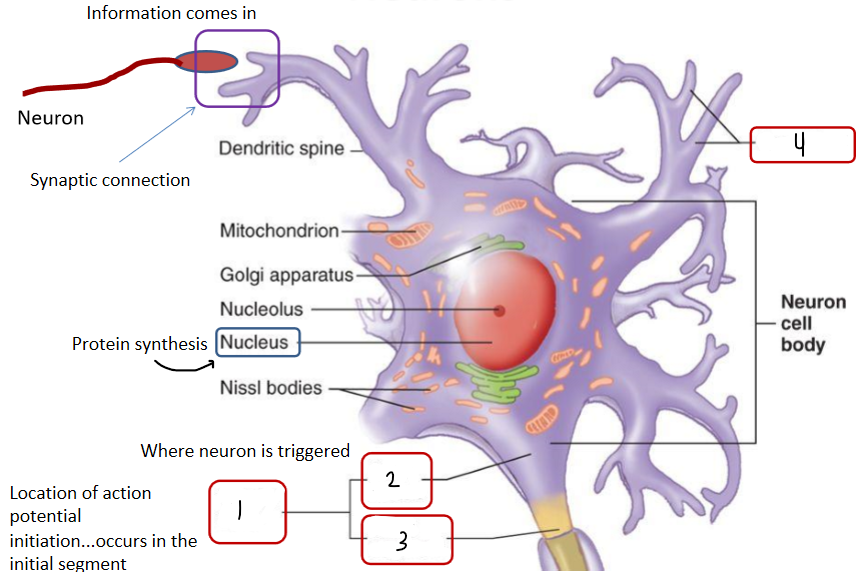 <p>Fill in the blank. (dendrites, axon hillock, trigger zone, initial segment)</p>