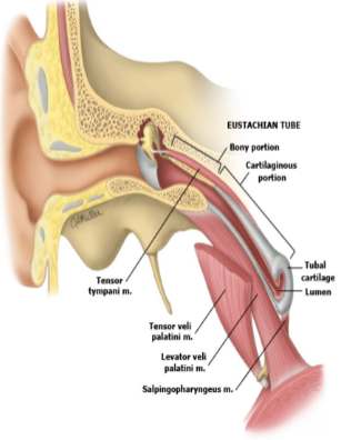 <ul><li><p>The eustachian tube enters the middle ear anteriorly at a 30-degree</p><p>angle in adults and passes down into the nasopharynx for 36 mm.</p></li><li><p>In adults, the tube is normally kept closed by the spring mechanism of</p><p>cartilage and is opened by the action of four sets of muscle.</p><ul><li><p>Levator veli palatini</p></li><li><p>Salpingopharyngeus</p></li><li><p>Tensor tympani</p></li><li><p>Tensor veli palatini</p></li></ul></li></ul><p></p>