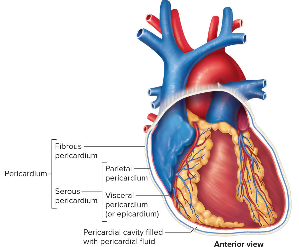 <p>Layers of Heart</p>