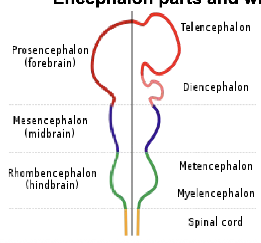 <p><span style="color: rgb(0, 0, 0);"><span>encephalon develops from the neural tube of an embryo at 4 weeks of development, brain and spinal cord</span></span></p><p><span style="color: rgb(0, 0, 0);"><span>FOREBRAIN - Prosencephalon<br>• Telencephalon - lobes, white<br>matter, basal ganglia, olfactory<br>tract<br>• Diencephalon - thalamus,<br>hypothalamus, pituitary gland and<br>optic tract<br>MIDBRAIN - Mesencephalon<br>HINDBRAIN - Rhombencephalon<br>• Metencephalon - pons and<br>cerebellum<br>• Myelencephalon - medulla<br>oblongata</span></span></p>