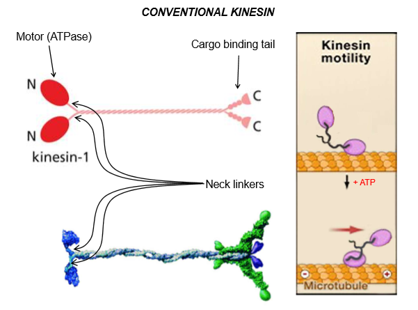 <ul><li><p>Motor ATPase head at the n-terminus</p></li><li><p>Light-chains bind to the cargo-binding tail at c-terminus</p></li></ul><p>Overall, it’s a dimer built like myosin. The atp-bound head stays attached to the microtubule</p><ul><li><p>These neck linkers are flexible</p></li><li><p>ATP binding will make the neck flip and move forward along the motor</p></li></ul><p></p>