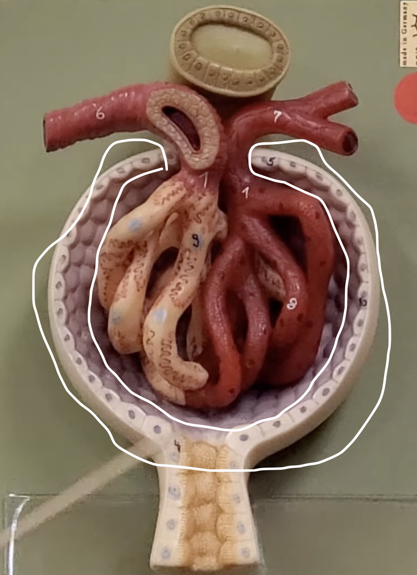 <p>surrounds the glomerulus</p>
