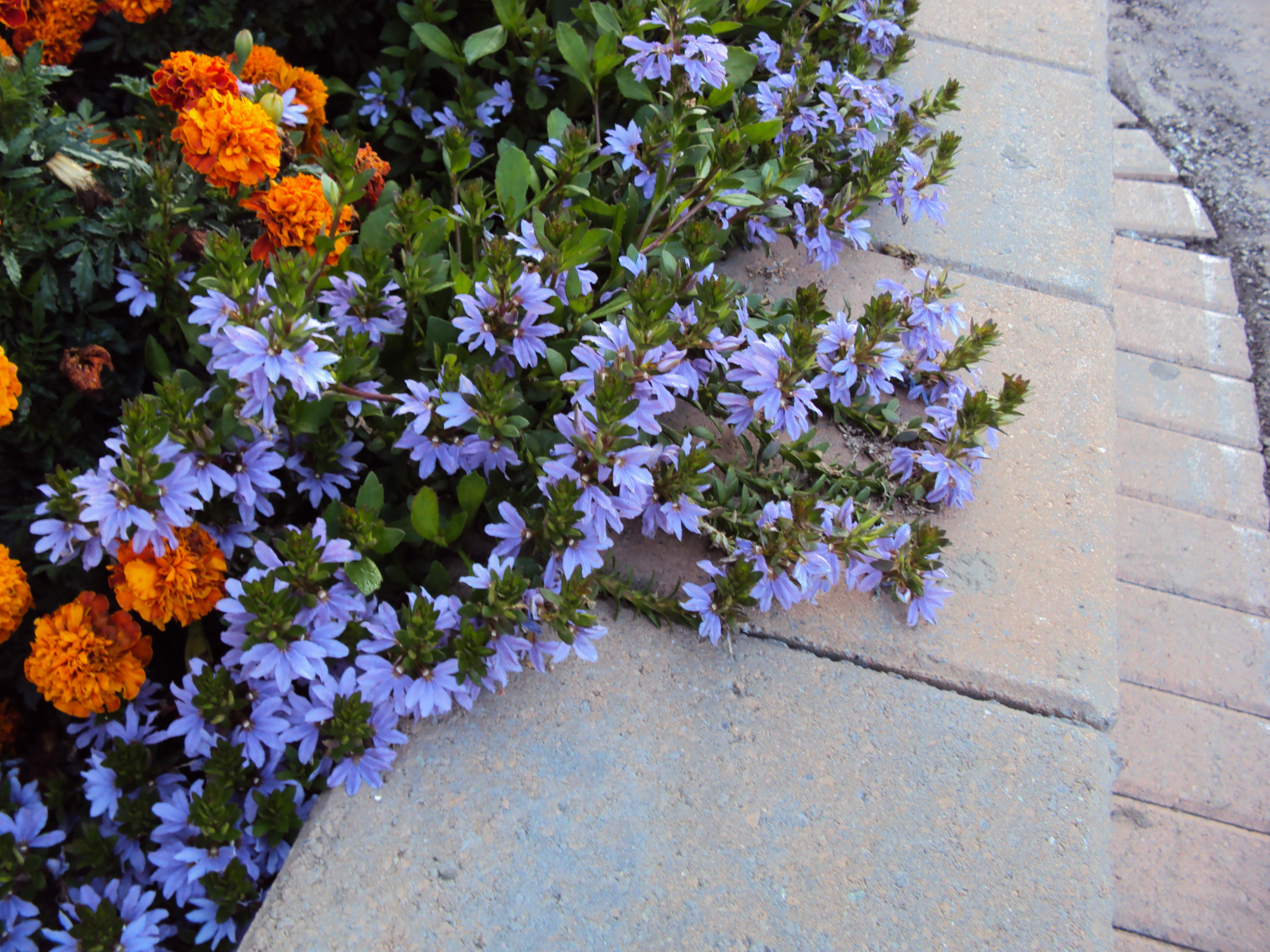 <p>Fan Flower</p>
