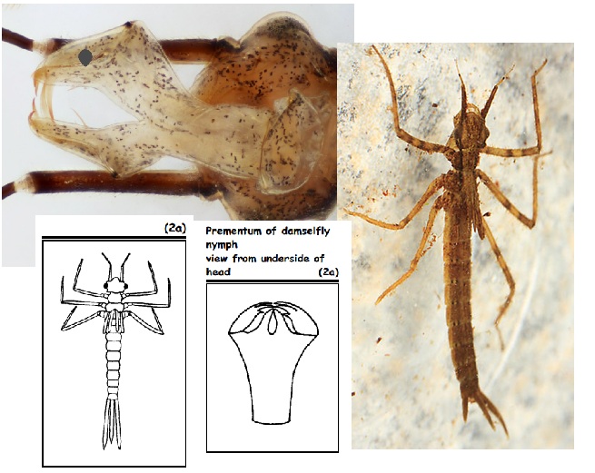 <ul><li><p>“Jewelwings”</p></li><li><p><em>Zygoptera - Damselfly</em></p></li><li><p>Obvious, large opening at end of ligula</p></li><li><p>1st antennal segment long</p></li><li><p>“Stalky” appearance</p></li></ul><p></p>