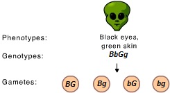 <p><span>The observed distribution of alleles into gametes is an illustration of _____.</span></p>