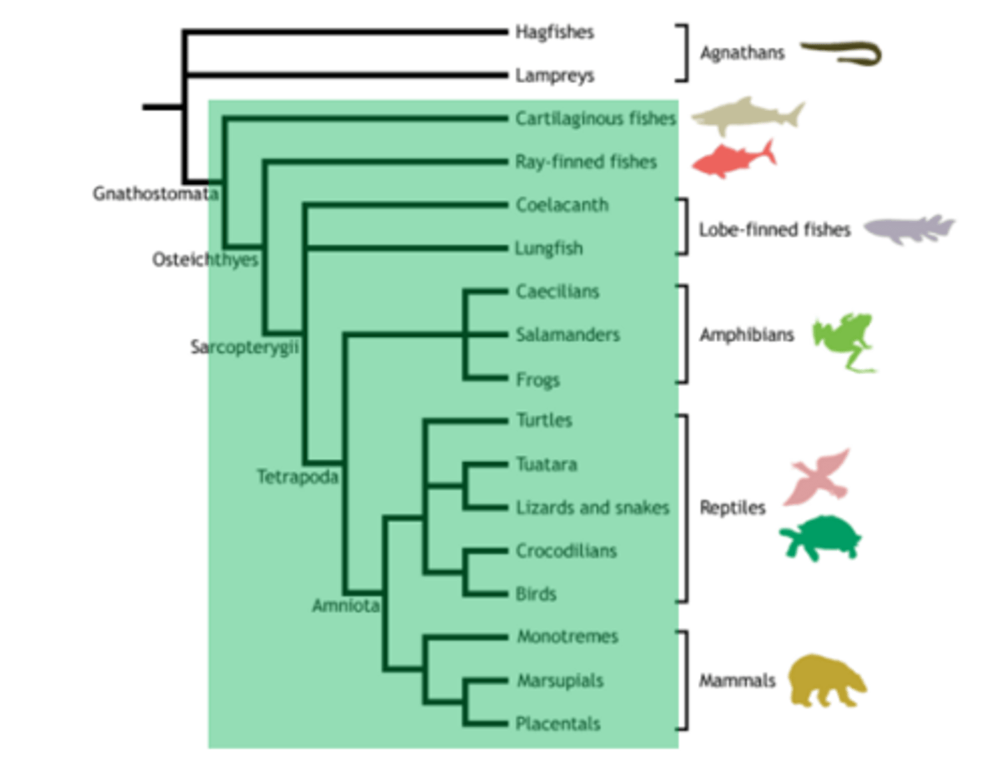 <p>jawed vertebrates (gnathostoma)</p>