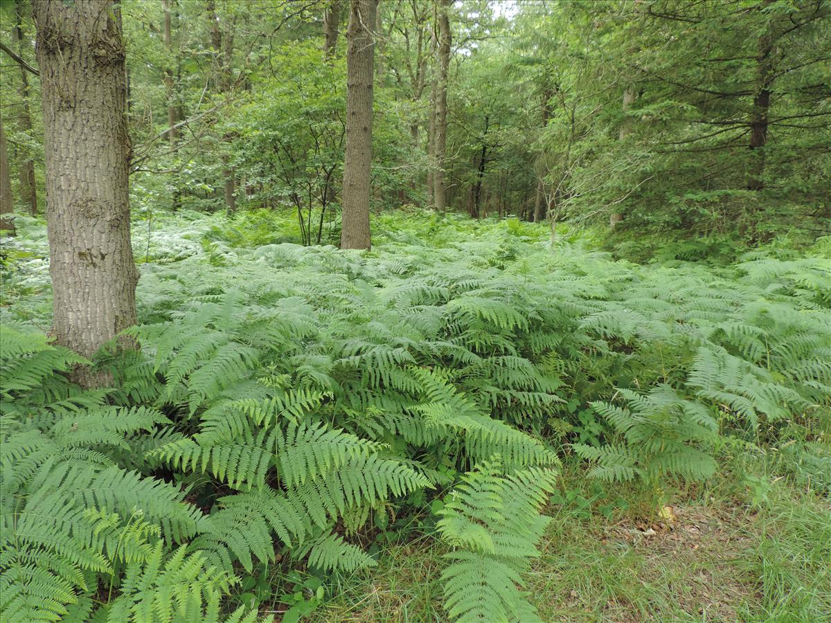 <p>Adelaarsvaren, Pteridium aquilinum </p>