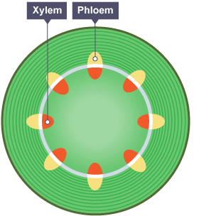 <ul><li><p><span style="color: purple;">Xylem</span> is located on the <span style="color: purple;">inside</span> of each vascular bundle</p></li><li><p><span style="color: purple;">In between</span> xylem and phloem is a layer of meristem cells called the <span style="color: purple;">cambium </span></p></li><li><p><strong>Cambium can divide to form new xylem and phloem </strong></p></li></ul><p></p>