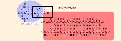 <p>based off the formation, what type of lipid is this?</p>