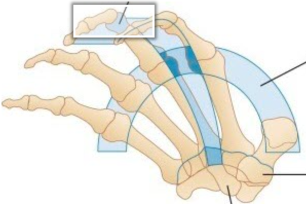 <p>Label the arch identified in the image</p><p></p>
