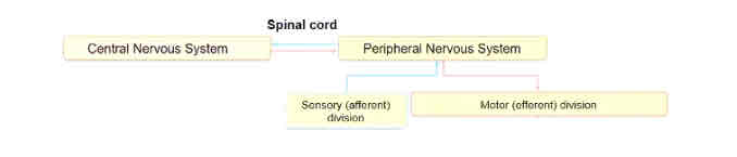<p>In/output from the PNS</p>