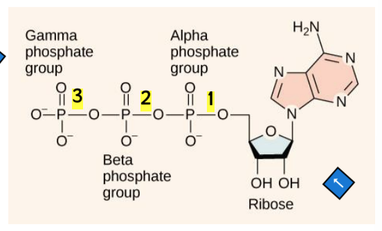 <p>composed of adenosine backbone with 3 phosphate groups attached</p><ul><li><p>adenosine = nitrogenous base adenine + 5-carbon ribose</p></li><li><p>3 phosphate groups: alpha, beta, and gamma</p><ul><li><p>more phosphates → more unstable → easier to break</p></li></ul></li><li><p>bonds between phosphate groups are high-energy</p><ul><li><p>when broken the products have <em>lower</em> free energy than reactants</p></li></ul></li></ul><p></p>
