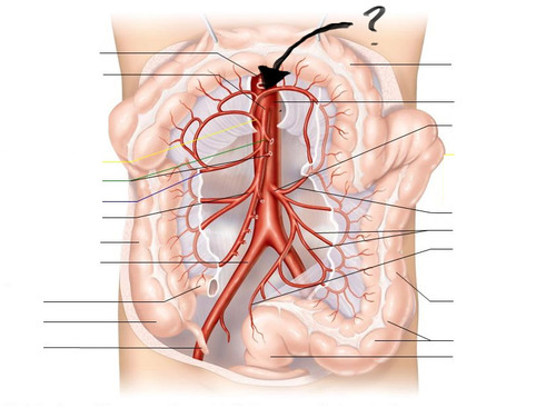 <p><span>branches off superior mesenteric</span></p>