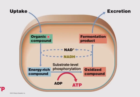 <ol><li><p>An organic compound (e.g. glucose) is taken up by the cell</p></li><li><p>The cell oxidizes this compound and forms and energy-rich compound. (To do this NAD+ becomes NADH)</p></li><li><p>This energy-rich compound is used for substrate level phosphorylation where ADP is turned into ATP and that forms an oxidized compound</p></li><li><p>The cell then reduces the compound again and the fermentation product is excreted (also NADH → NAD+)</p><p></p></li></ol><p></p>