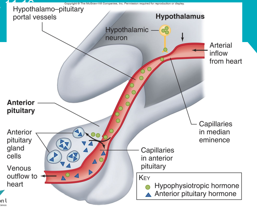 <ul><li><p><span>The AP receives blood after it has been through the hypothalamus</span></p></li><li><p><span>The blood drains into the hypothalamic-hypophysial portal system and runs down the infundibulum and releases into the AP</span></p><ul><li><p>Hormones from hypophysis can enter anterior pituitary</p></li></ul></li><li><p><span>Hormones secreted by the pituitary are then taken away into the venous return</span></p></li><li><p><span>The posterior lobe has a separate blood supply and drainage</span></p><ul><li><p>Small # that go: pp → ap → h</p></li></ul></li></ul><p></p>