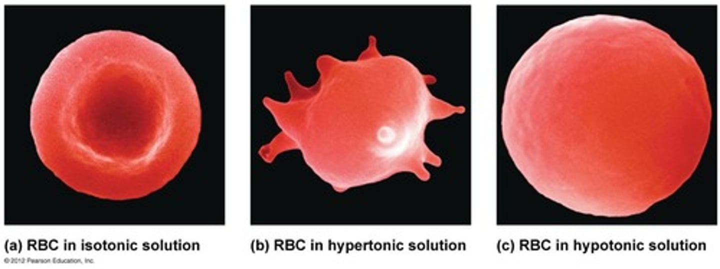 <p>Causes cell to shrink</p>