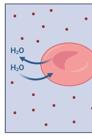 <p>Is this a Hypotonic, Hypertonic, or Isotonic solution</p>