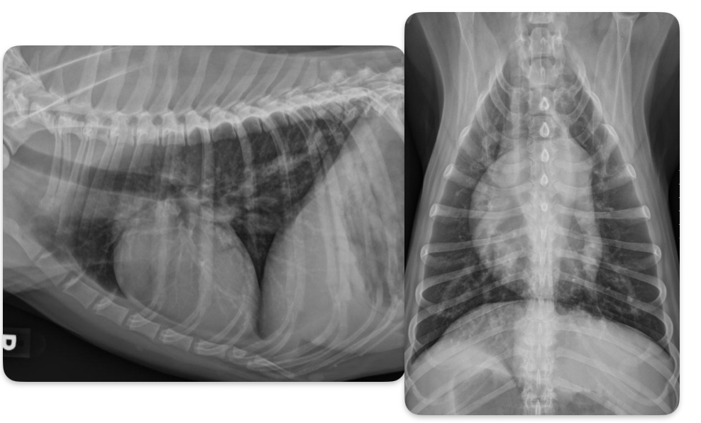 <p>What disease does this dog have</p>