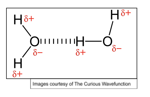 <p>Strongest type of IMFs </p><p>Act only between hydrogen and 3 most EN atoms: N, F and O</p><p>Lone pair of e- on these atoms forms bond with positive dipole on hydrogen atom</p><p>Much higher mpts and bpts than atoms without H bonding</p><p>Type of IMF heavily influences physical properties </p>